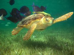 Turtle says "Hi!" by Luella Hitchcock 